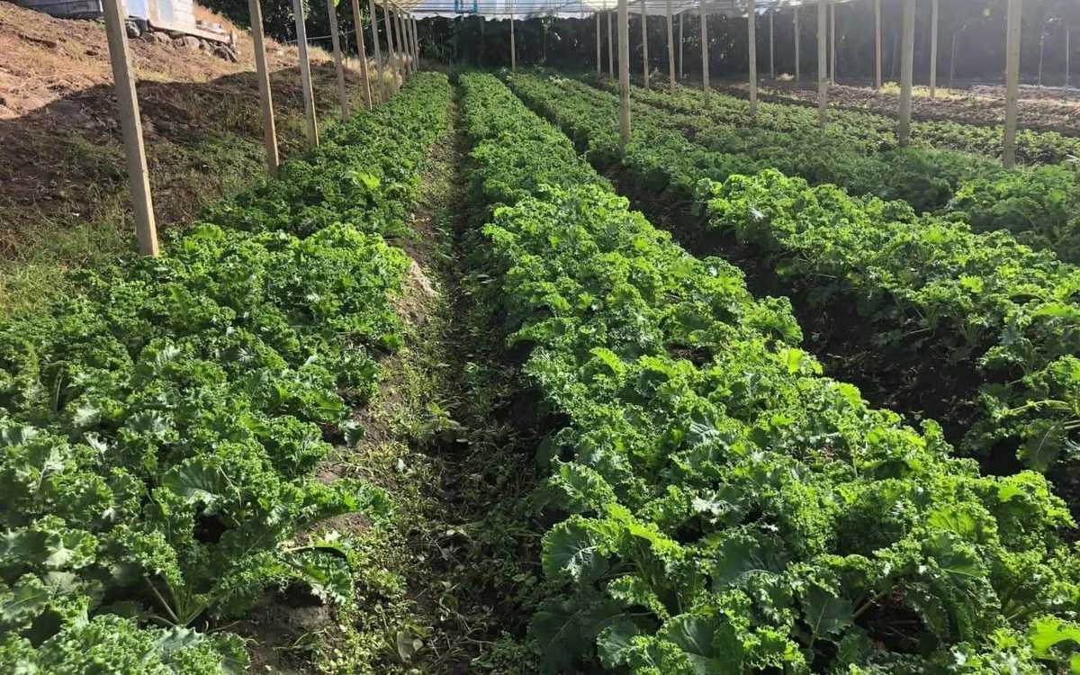Greenhouses — from the greenhouse to the table
