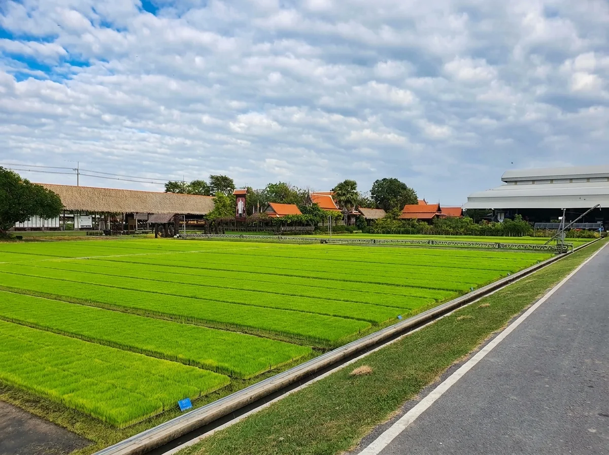Rice — South-East Asia