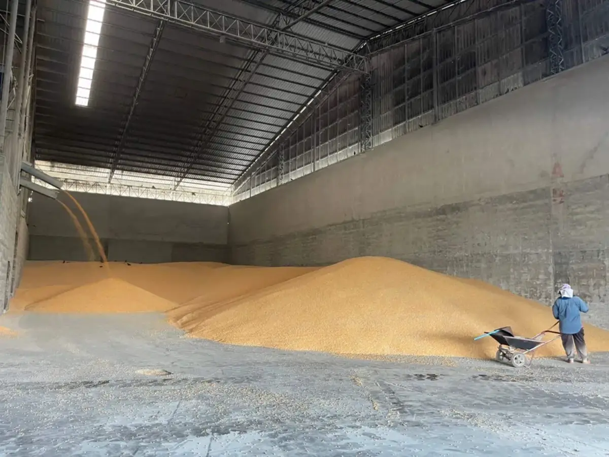 Rice being moved inside a storage warehouse